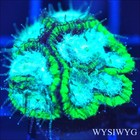 Corals of Eden ~ WYSIWYG Live Coral Frag ~ GI Joe Favia ~ LPS SPS Soft Coral — photo 1
