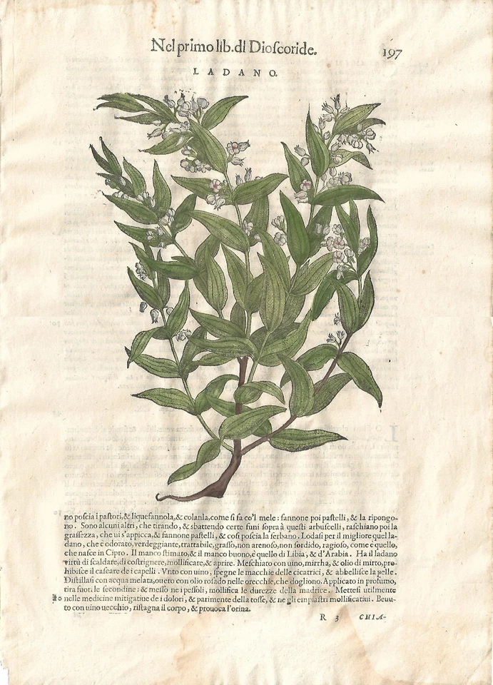 Stampe antiche MATTIOLI MATTHIOLI erbario LOTTO 6 FOGLI ed. 1604 Antique prints - Immagine 3 di 4