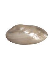 Natural Shell Belt Buckle By Tropical Shell World USA