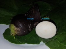 Rettich Schwarz Sehr Lecker 1000 Saatgut Seeds Frische