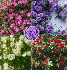Mix Climbing Rose Seeds - Fragrant Butterfly Rare Non-GMO Heirloom 100pcs