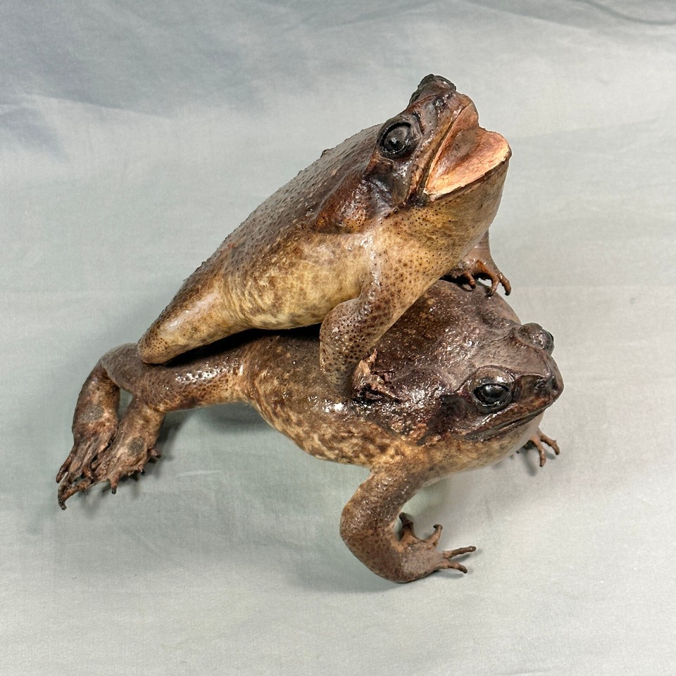 Real vintage anthropomorphic taxidermy frogs posed in a romantic/risqué scene — the holy grail of weird Victorian oddities and a legendary white elephant gift.