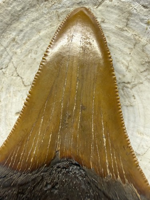 #ad BIG 3.58” COOPER RIVER ANGUSTIDENS SHARK TOOTH SOUTH CAROLINA $349.99