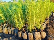 50 Loblolly Pine Trees $3 each FREE SHIPPING