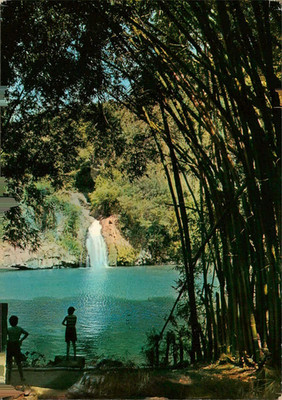 Ile De La Reunion Waterfall Bamboo Jungle Vintage Postcard