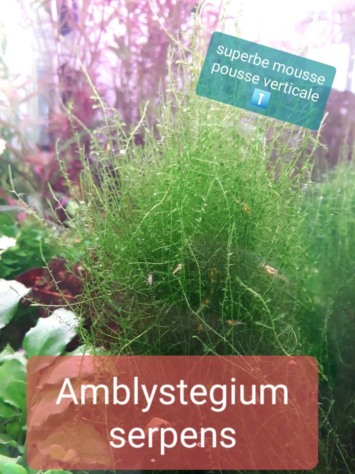 Amblystegium serpens mousse plante aquarium eau douce - Photo 1/1