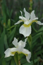 1 - SIBERIAN IRIS SNOW QUEEN Rhizome BareRoot *Pristine White Flowered Perennial