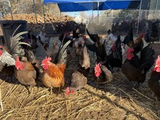 10 Fertile Serama Chicken Hatching Eggs NPIP/AI/PT Clean Secure Foam Packaging