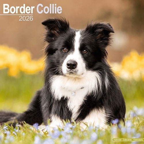 Border Collie Calendar 2026 Square Dog Breed Wall Calendar - 16 Month [Calendar]