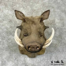 #31336 E | African Warthog Taxidermy Shoulder Mount For Sale