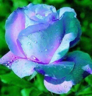 Rare 20 graines de Rosier rose BLEU & ROSE / 20x BLUE & PINK Rose rosebush seeds