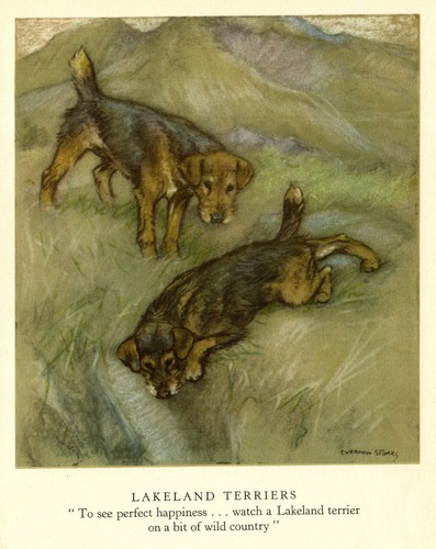 1947 Antique LAKELAND TERRIER Print Vintage Vernon Stokes Dog Art 4129p