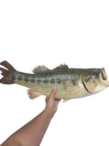 Smallmouth Bass Freshwater Taxidermy Fish Mount Trophy Fishing Cabin Decor 21”