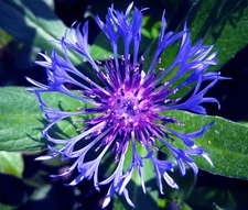 CORNFLOWER MOUNTAIN BLUET PERENNIAL Centaurea Montana - 100 Bulk Seeds
