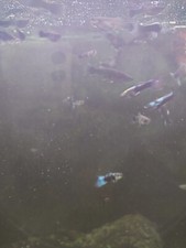 5 male and female guppies we have 5 packs available 40 for each 5 pack