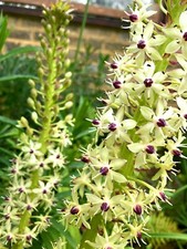 Three Pineapple Lily Bulbs (Eucomis bicolor) Free UK Postage