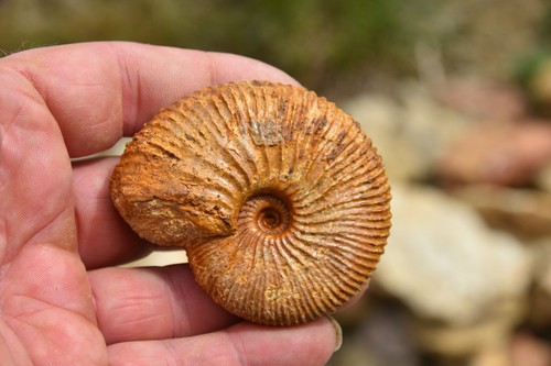 ammonite Prograyiceras grayi oxfordien de Atsimo Andrefana Madagascar - Bild 2 von 4