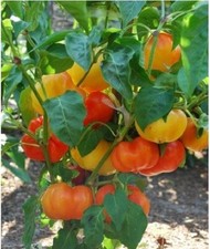 Pimentón Alma 25 Semillas Pimiento Rojo Dulce ORGÁNICO ¡Ideal para Moler!
