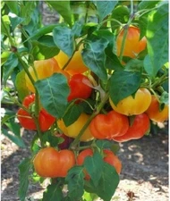 Alma Paprika 25 Seeds Sweet red pepper ORGANIC Great for Grinding!