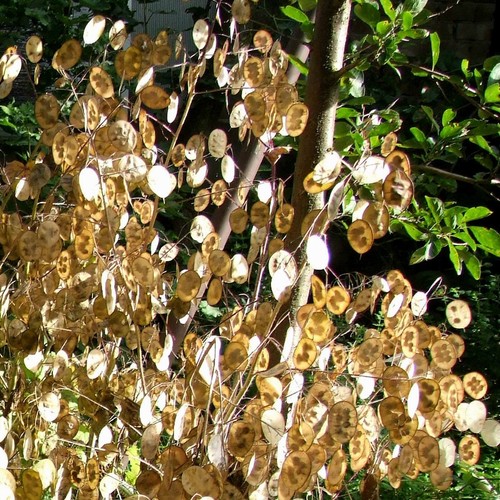 Lunaria annua, Silbertaler, Silberblatt, Mondviole - 1000 Samen aus biolog Anbau - Bild 5 von 6