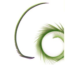 Vibrant Biot Feathers x5 – Spike Effect for Millinery, Fascinators & Fly Fishing