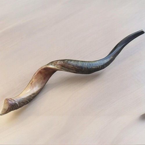 Halbpoliert natürlich Judaica koscher 60-70 cm jemenitisch Kudu Schofar Horn Israel - Bild 2 von 15
