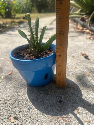 Prickly Pear  or Joseph s Coat Cactus in clay pot Live Opuntia monacantha cactus