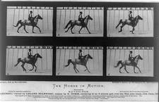 Photo:The horse in motion c1878