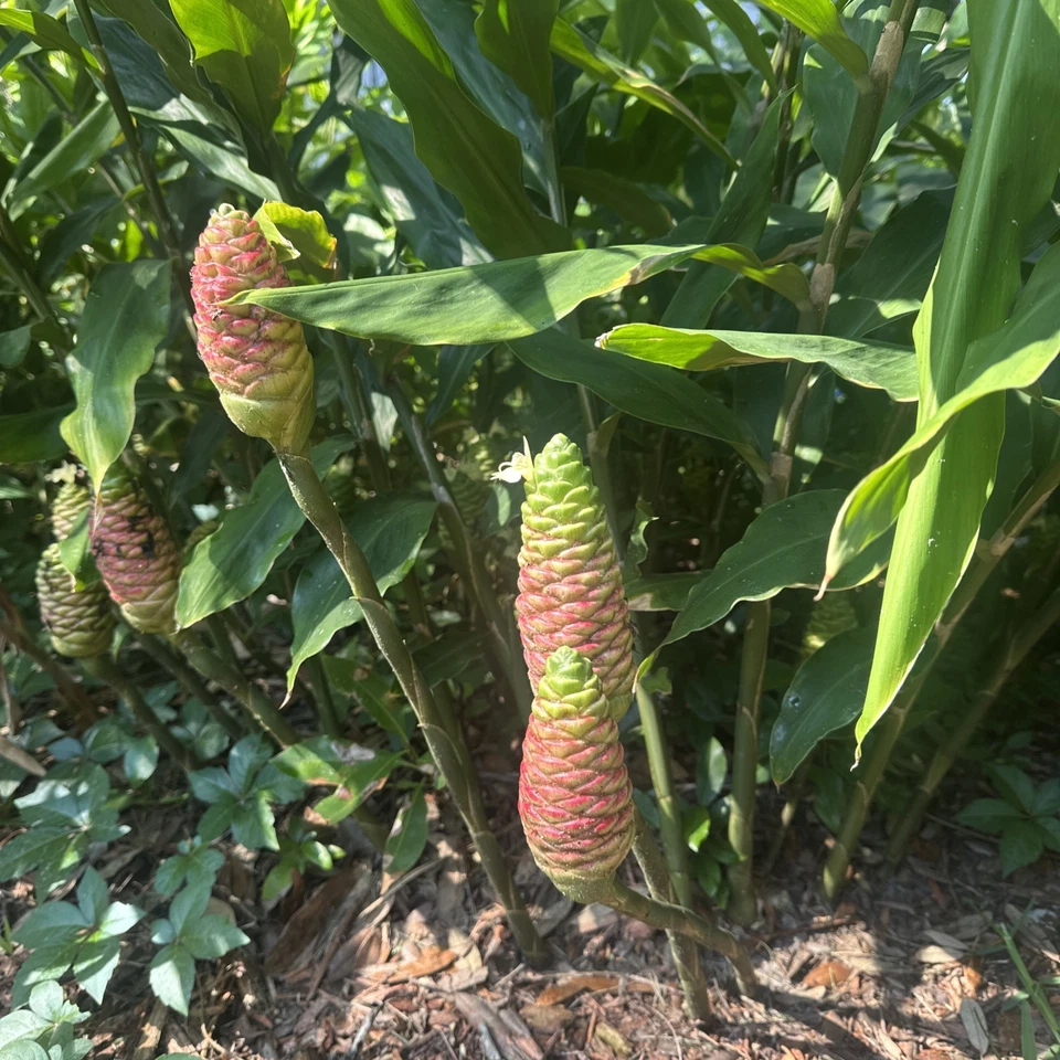 GIANT Shampoo Ginger Rhizome aka Awapuhi Pinecone Bitter Asian plant blooming - Image 3 of 4