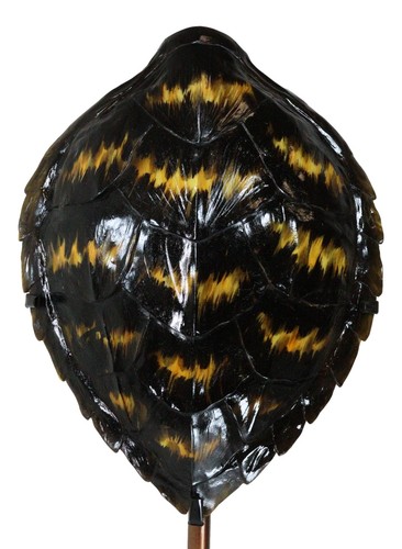 Nautical Marine Black Tone Faux Hawksbill Turtle Shell Sculpture With Pole Stand - Picture 8 of 11