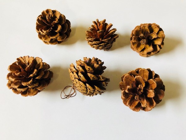 6 Kiefernzapfen Mit AufhäNger Zum Basteln Dekorieren Ø Ca.5 Cm Deko AufhäNgen-image