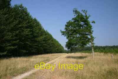 Foto 6x4 Ein halber Baum Wordwell hier im König's Wald dieser Baum um 2006