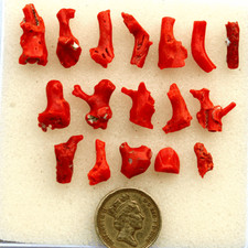 17 Pcs Natural Italian Red Coral Polished Branch 9mm-21.4mm Rough Gemstones Lot