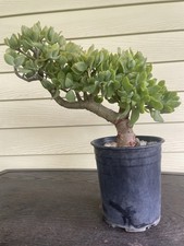 Bonsai Ripple Jade Plant Ship With Bare Rooted