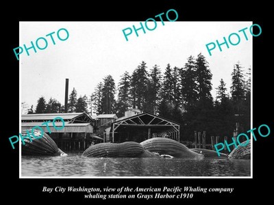 Bay City Washington The Whaling Co Station c1910 Large Historic Old Photo
