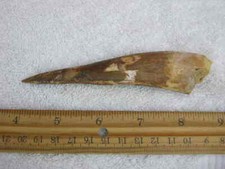 Dinosaur fossil tooth Spinosaurus Cretaceous Era bigger 4.75 inch long CSPI51