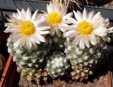 Pediocactus winkleri SB 737, seeds 10 pcs