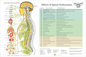 Chiropractic Spine Chart