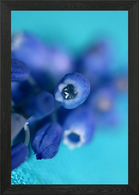 Muscari neglectum Nahaufnahme Gerahmtes Wandbild Poster Leinwanddruck Bild