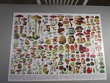 MUSHROOMS CHAMPIGNONS, New York PUZZLE 1000 pc 1st Assembled Complete