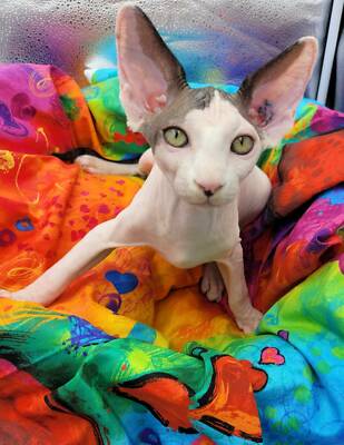 zamasu action figure