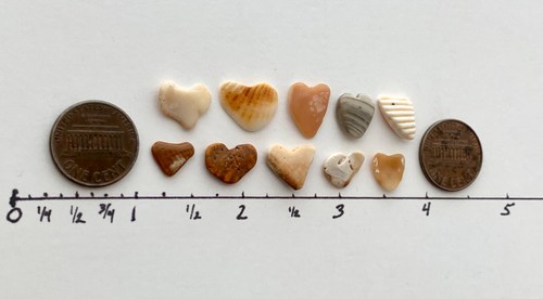 10 Fragmentos Naturales ❤️En Forma de Corazón Conchas de Mar Amor Guijarro Artesanía #S1B - Imagen 13 de 17
