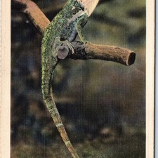c1930s Washington DC Giant Anolis Chameleons Anole Lizard Linen PC Zoo Park A327