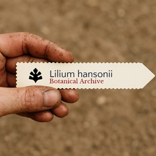 Lilium hansonii SEEDS - Hanson's lily | Yellow tiger lily