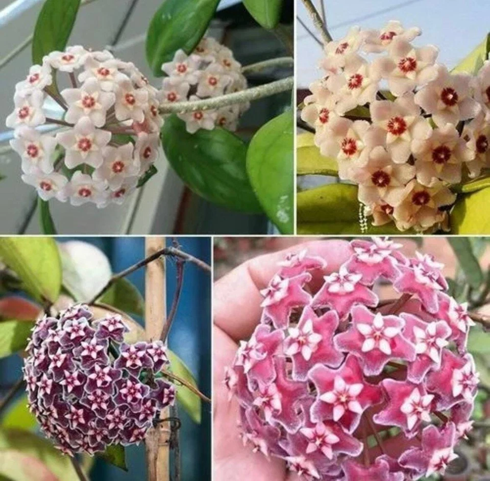 Semillas de variedad Hoya mixtas ~ hermosas ~ flores fragantes ~ plantas ~ amantes de las plantas Foto 2 de 4