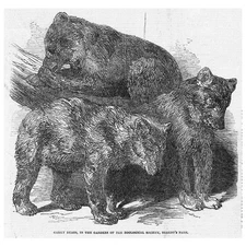 M. Hassenpflug Minister of Justice for Electorate of Hasse Cassel Old Print 1850