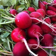 Champion Radish Seeds, NON-GMO, Fast Harvest, Variety Sizes, FREE SHIP