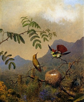 FRILLED COQUETTE HUMMINGBIRD BIRD BUTTERFLY FLOWER BY MARTIN JOHNSON HEADE REPRO