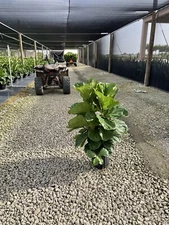 Ficus lyrata Bush, Fiddle Leaf Fig In A 10” Pot. It’s At 26”30” Tall.