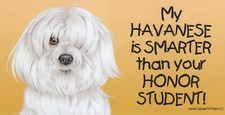 My HAVANESE is Smarter than your HONOR STUDEN...